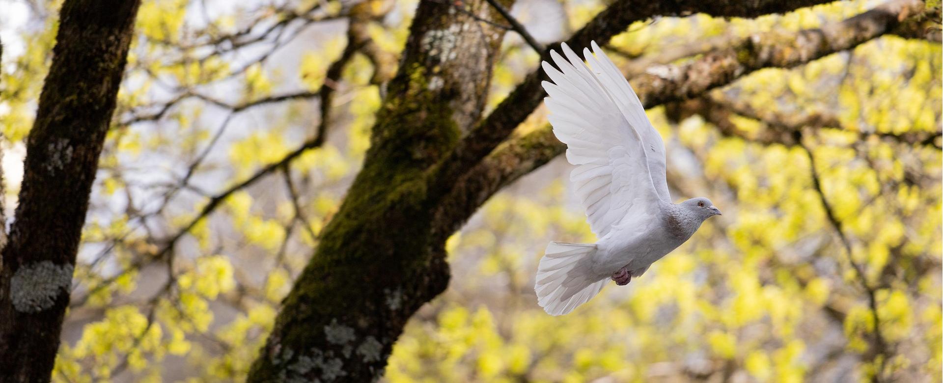 Ausgewählte Zoohandlungen 10 Ausgewählte Zoohandlungen -Ausgewählte Zoohandlungen bird 7143567 1920