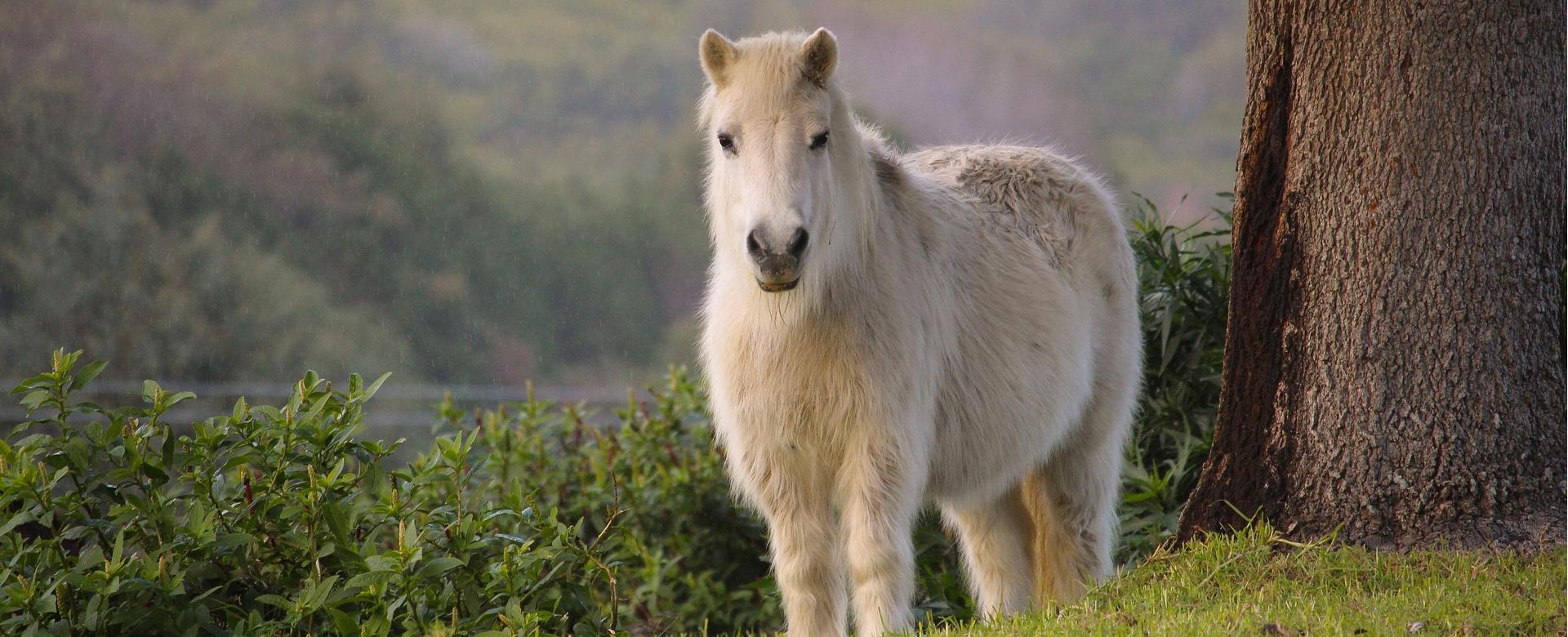 Ausgewählte Zoohandlungen 1 Ausgewählte Zoohandlungen -Ausgewählte Zoohandlungen pony 2456757 1920